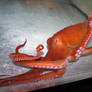 Giant Pacific Octopus 4