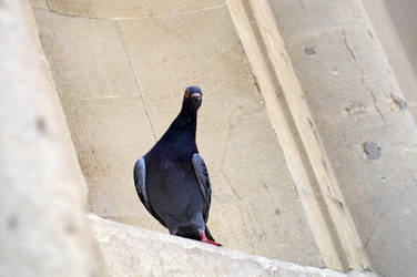 Pigeon 8