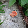 Fungus on a log