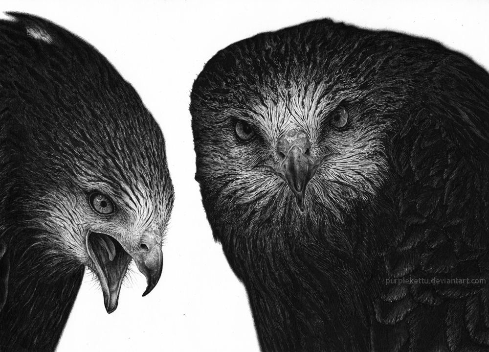 Red kites (ballpoint pen)