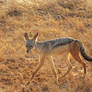 A jackal