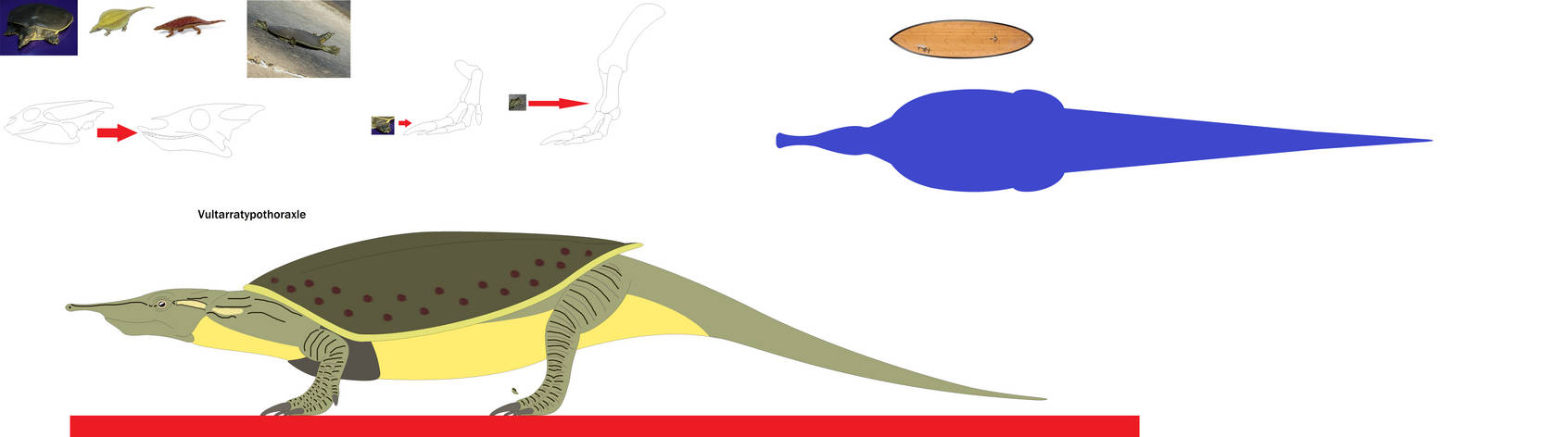 Deviantart Softshell Turtle Spiny SoftShell Turtle of the future by Artapon on DeviantArt