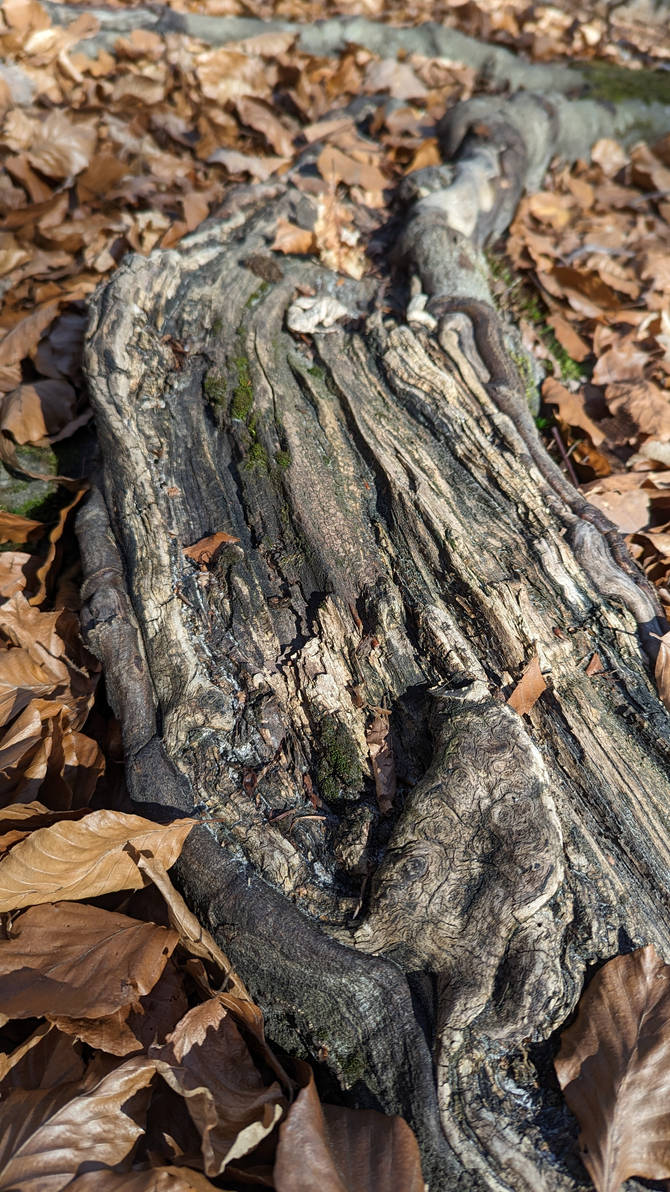 Roots by ghosttribe on DeviantArt