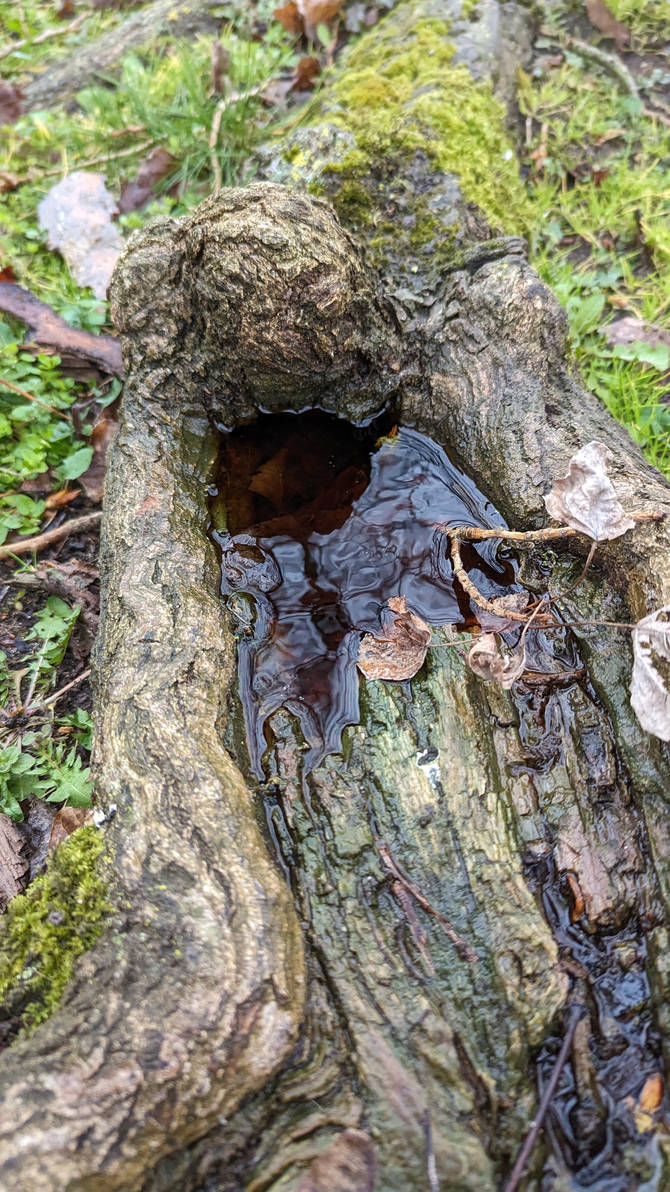 Roots by ghosttribe on DeviantArt