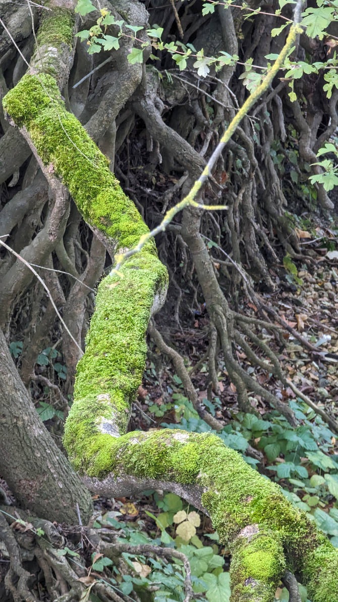 Roots by ghosttribe on DeviantArt