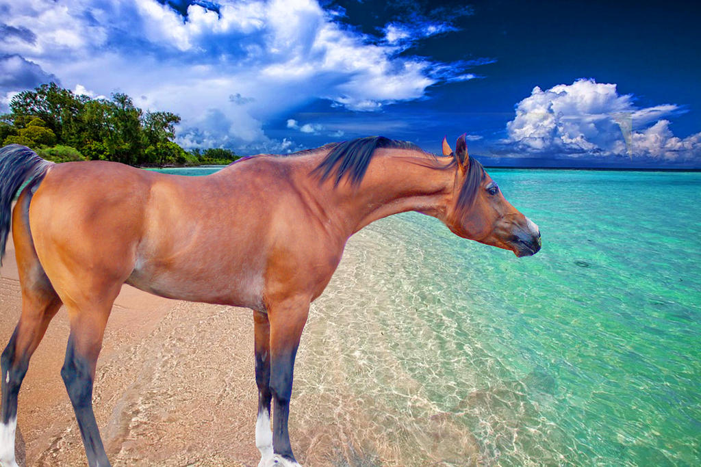 Horse on a Beach by DimrillDale-236344