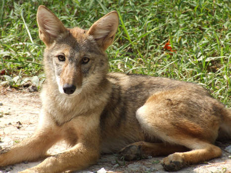 Red Wolf