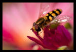 Hoverfly by B-Tek