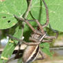 Buuhhh Wolf Spider