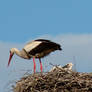 Storks