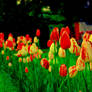 Tulips 2