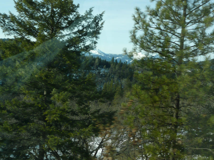 trees with glass glare