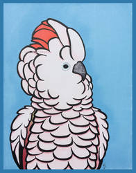 Moluccan Cockatoo - KAEAR Series