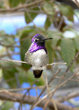 Colibri Macho|Male hummingbird
