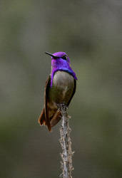 Colibri Hummingbird