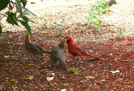 Cardenal alimentando a sus polluelos.