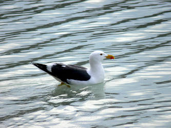 Gaviota | Seagull