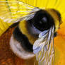 Study: the bumblebee