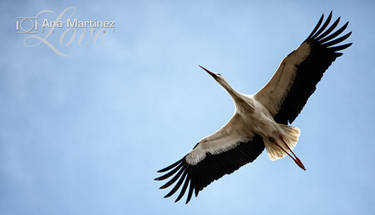 Libertad