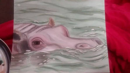 Hippo in water.