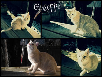 ~Giuseppe~