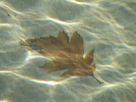 Waterlogged Leaf