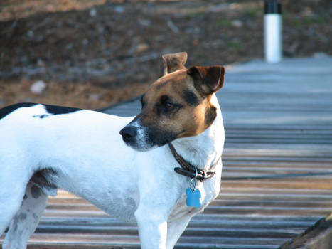 Thoughtful Jack Russell