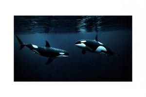 Love At First Sight!