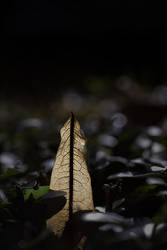 Secret Hidden Details Of Autumn