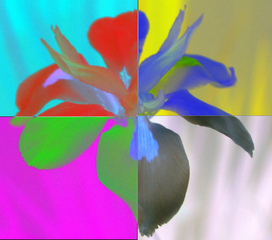 Iris by monkeybump on DeviantArt