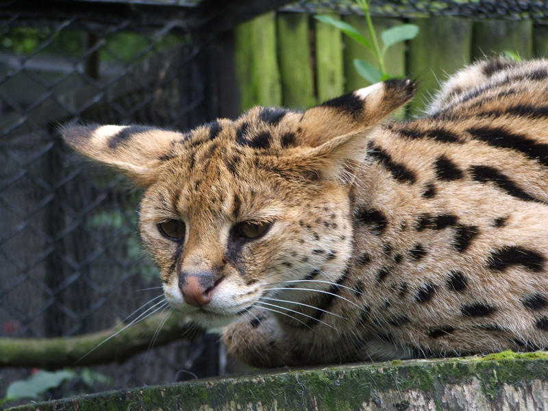 Serval The Plane