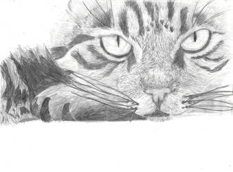 Tabby Cat