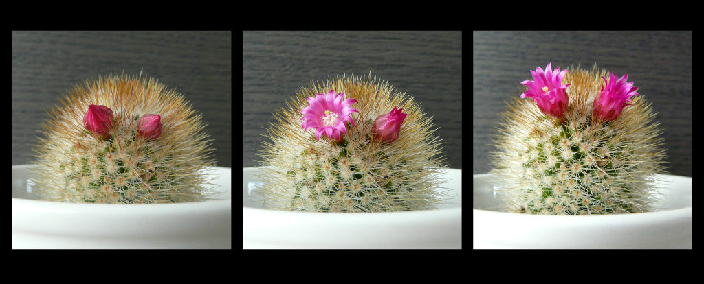 The evolution of cactusflowers (~'3')~