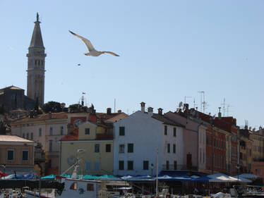 Seagull over Rovinj