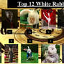 Top 12 White Rabbits