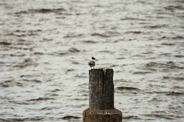 Shorncliffe Pier_02