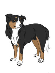 Border Collie