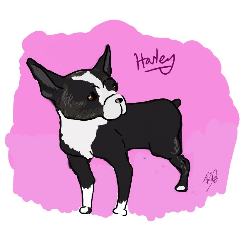 Harley the Boston Terrier