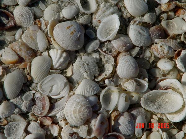 Shells