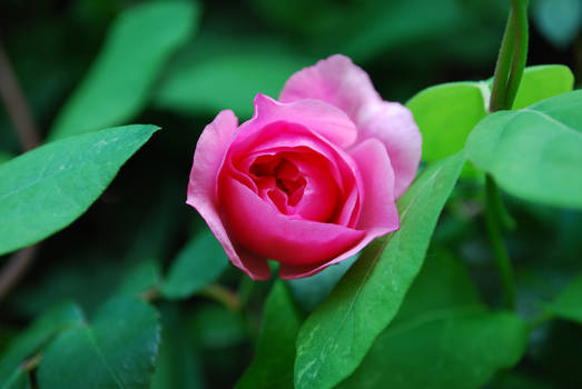 Flower in Dad's garden