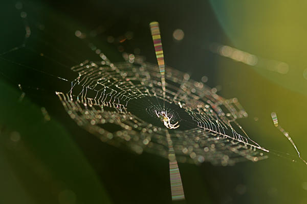 little miss spider by cewga on DeviantArt