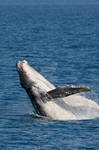 Whale Cub VIII by wilderBeest