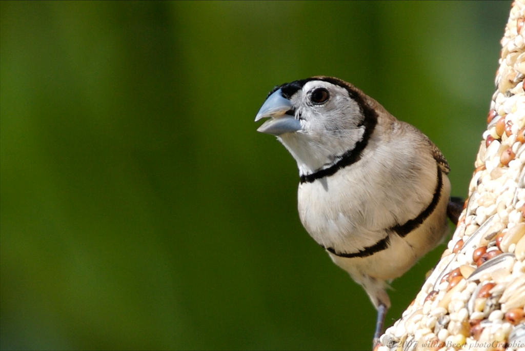 Double Banded Finch II