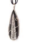 Orthoceras Fossil by MeetMy45