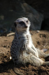 Meerkat