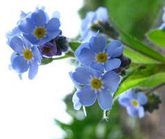 Forget Me Not