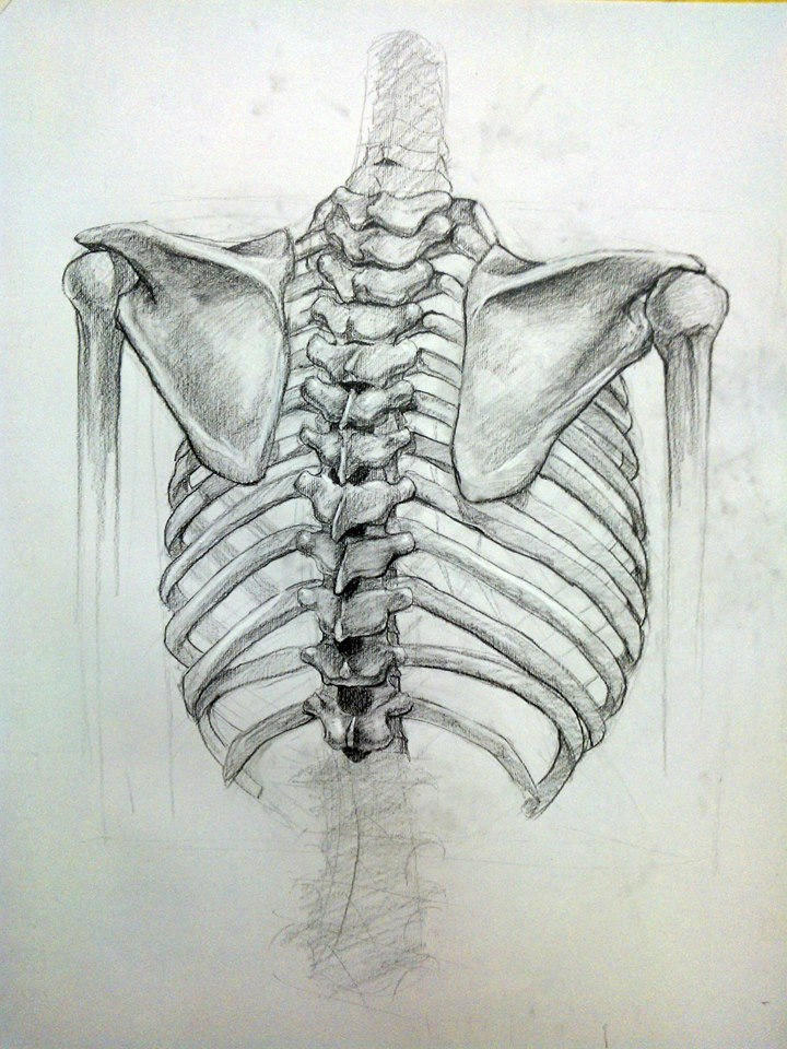 Back study by insidegt on DeviantArt