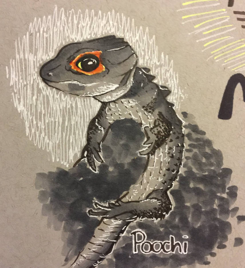 Poochi by ShayWolf423 on DeviantArt