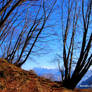 Black hornbeams and mountains