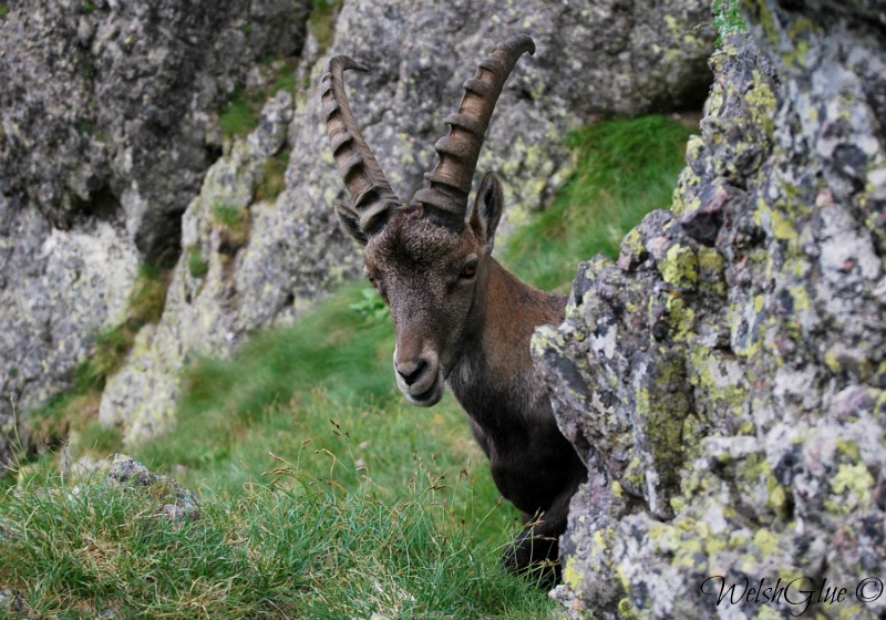 Capra Ibex